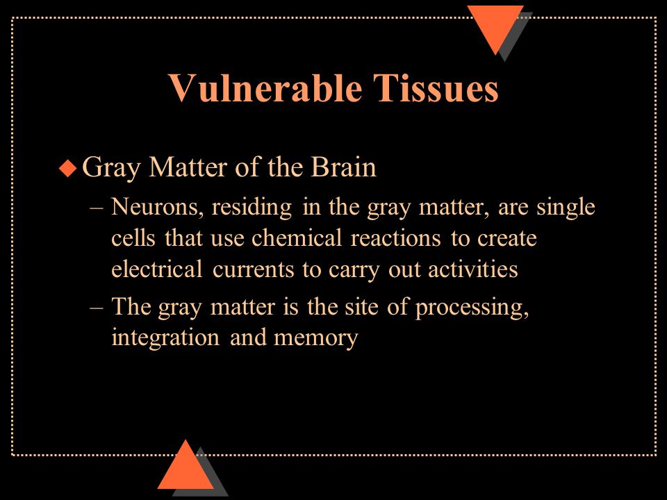 Vulnerable Tissues u Gray Matter of the Brain –Neurons, residing in the gray matter, are single cells that use chemical reactions to create electrical currents to carry out activities –The gray matter is the site of processing, integration and memory