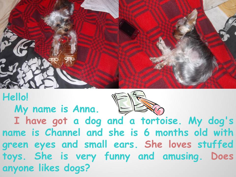 Hello. My name is Anna. I have got a dog and a tortoise.