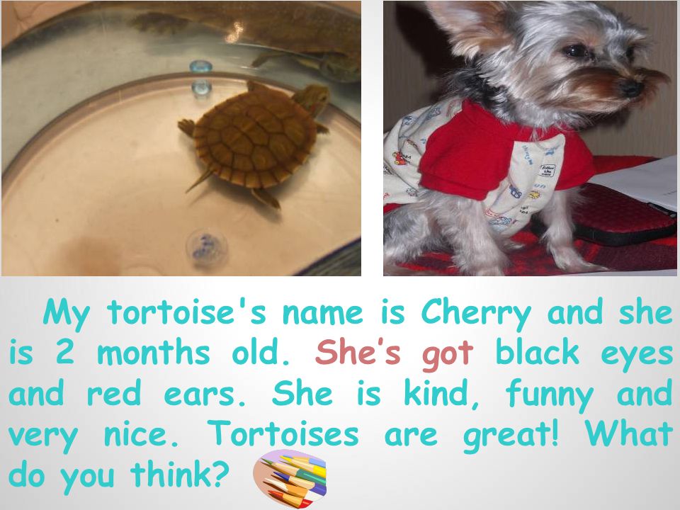 My tortoise s name is Сherry and she is 2 months old.