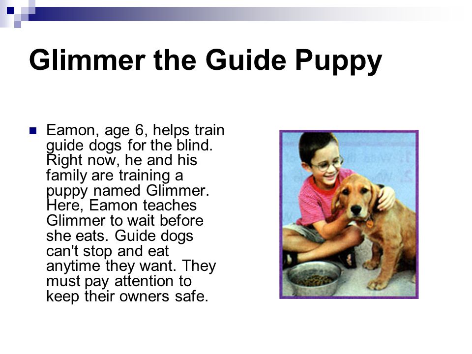 Glimmer the Guide Puppy Eamon, age 6, helps train guide dogs for the blind.