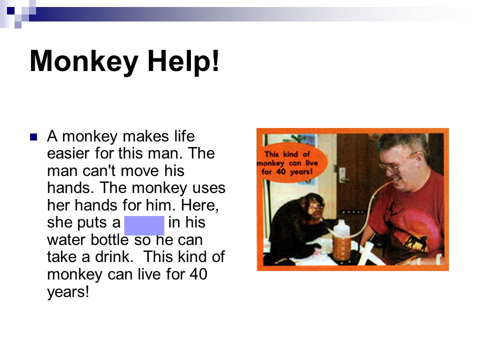 Monkey Help. A monkey makes life easier for this man.