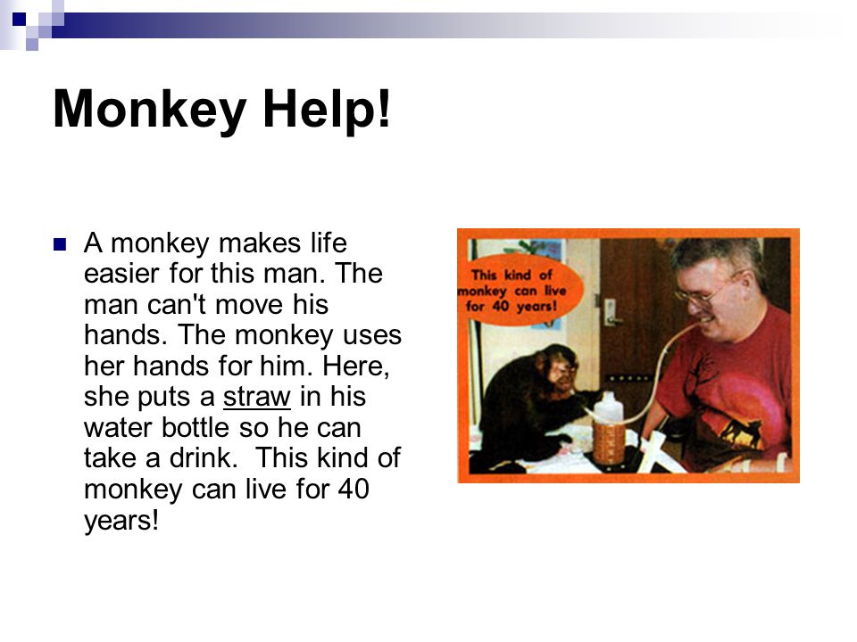Monkey Help. A monkey makes life easier for this man.