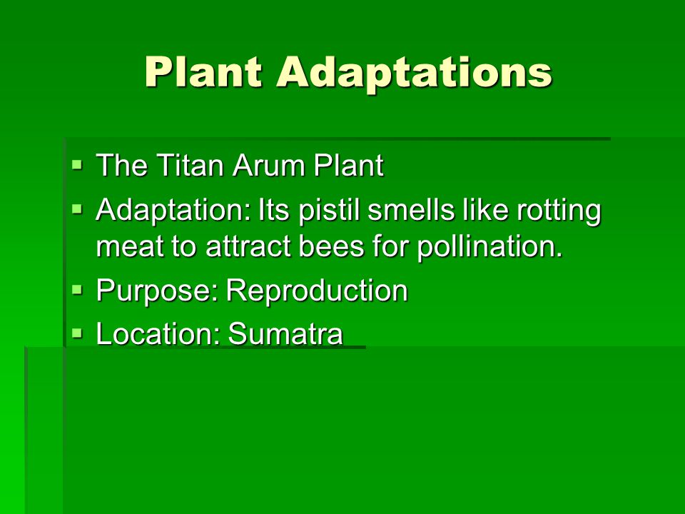 Plant Adaptations  The Titan Arum Plant  Adaptation: Its pistil smells like rotting meat to attract bees for pollination.