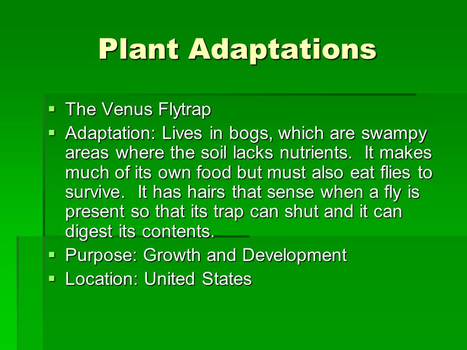 Plant Adaptations  The Venus Flytrap  Adaptation: Lives in bogs, which are swampy areas where the soil lacks nutrients.