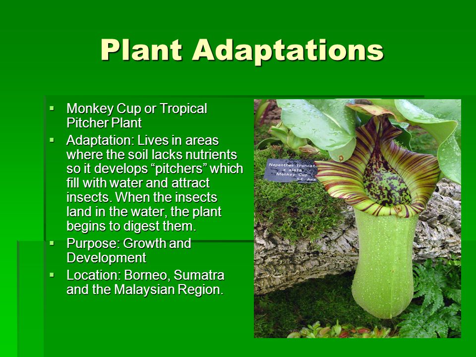 Plant Adaptations  Monkey Cup or Tropical Pitcher Plant  Adaptation: Lives in areas where the soil lacks nutrients so it develops pitchers which fill with water and attract insects.
