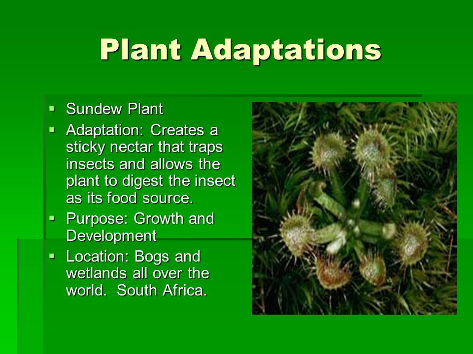 Plant Adaptations  Sundew Plant  Adaptation: Creates a sticky nectar that traps insects and allows the plant to digest the insect as its food source.