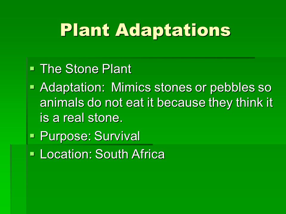 Plant Adaptations  The Stone Plant  Adaptation: Mimics stones or pebbles so animals do not eat it because they think it is a real stone.