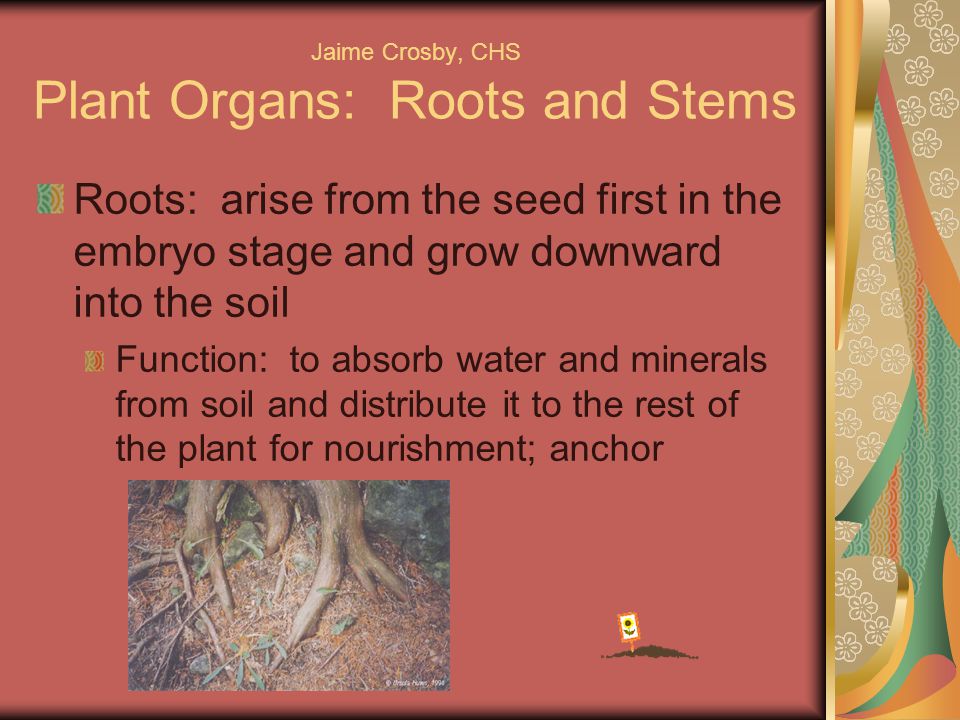 Jaime Crosby, CHS Plant Organs: Roots and Stems Roots: arise from the seed first in the embryo stage and grow downward into the soil Function: to absorb water and minerals from soil and distribute it to the rest of the plant for nourishment; anchor