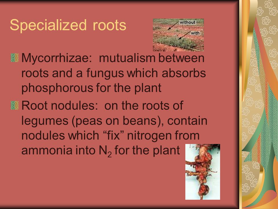 Specialized roots Mycorrhizae: mutualism between roots and a fungus which absorbs phosphorous for the plant Root nodules: on the roots of legumes (peas on beans), contain nodules which fix nitrogen from ammonia into N 2 for the plant