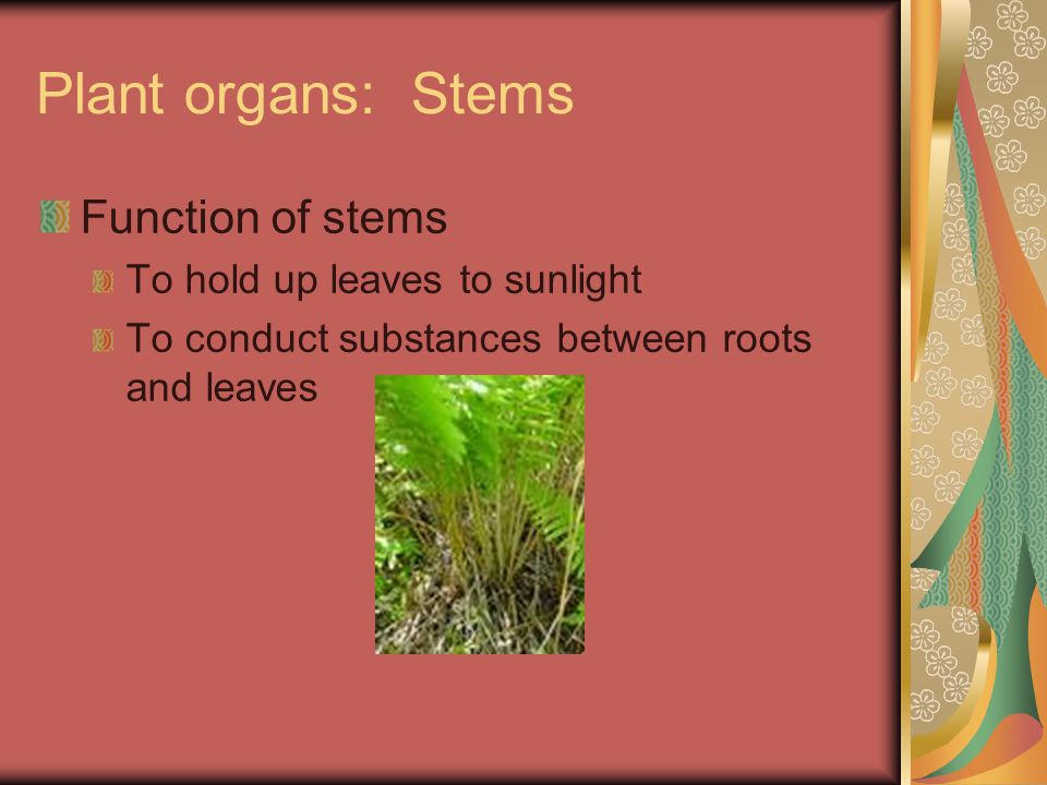 Plant organs: Stems Function of stems To hold up leaves to sunlight To conduct substances between roots and leaves