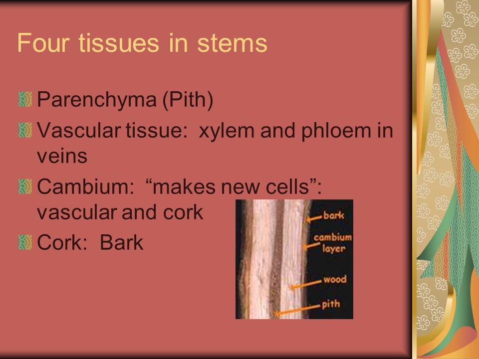 Four tissues in stems Parenchyma (Pith) Vascular tissue: xylem and phloem in veins Cambium: makes new cells : vascular and cork Cork: Bark