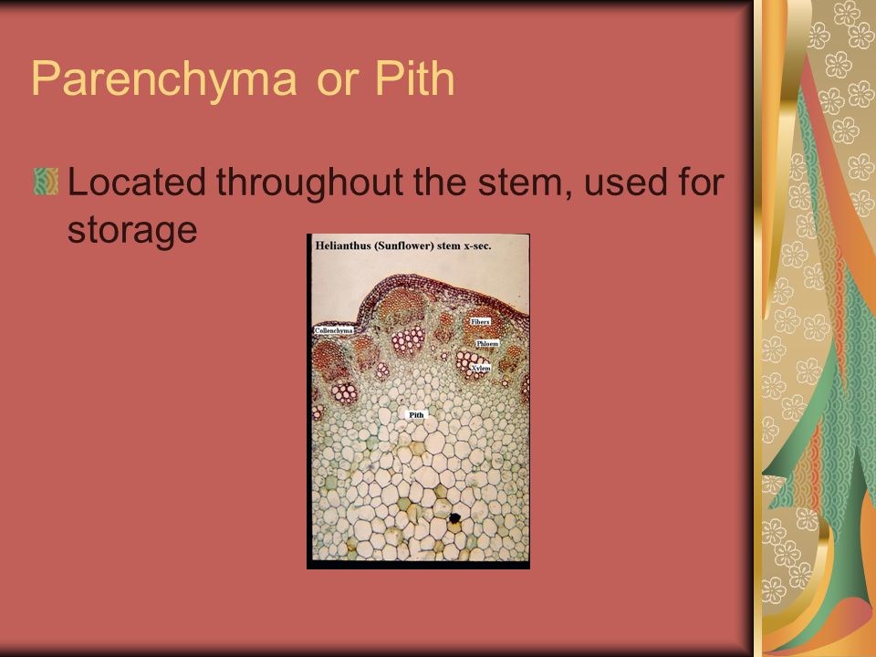 Parenchyma or Pith Located throughout the stem, used for storage