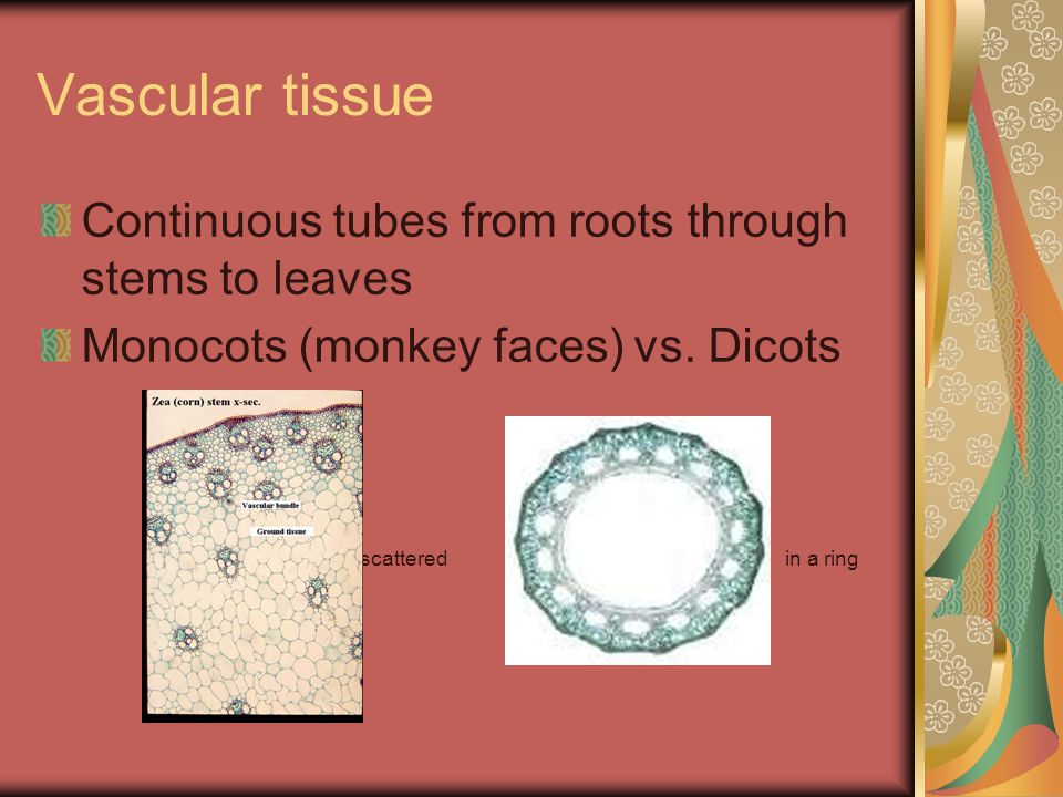 Vascular tissue Continuous tubes from roots through stems to leaves Monocots (monkey faces) vs.