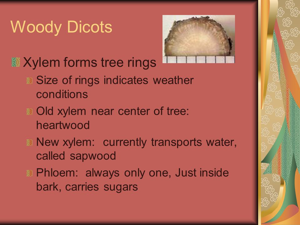 Woody Dicots Xylem forms tree rings Size of rings indicates weather conditions Old xylem near center of tree: heartwood New xylem: currently transports water, called sapwood Phloem: always only one, Just inside bark, carries sugars