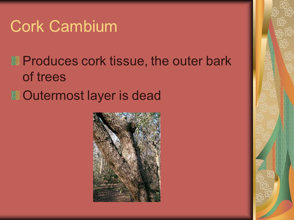 Cork Cambium Produces cork tissue, the outer bark of trees Outermost layer is dead