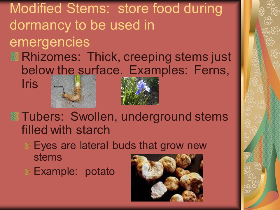 Modified Stems: store food during dormancy to be used in emergencies Rhizomes: Thick, creeping stems just below the surface.