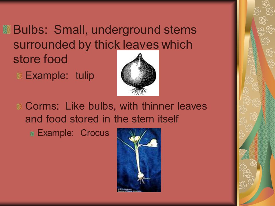 Bulbs: Small, underground stems surrounded by thick leaves which store food Example: tulip Corms: Like bulbs, with thinner leaves and food stored in the stem itself Example: Crocus