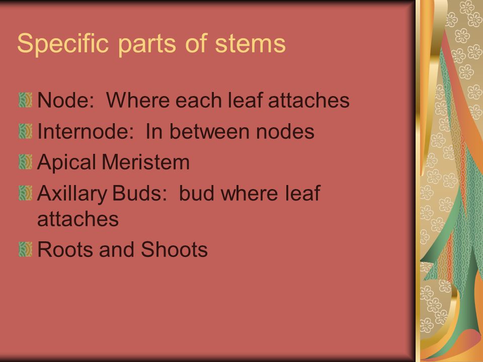 Specific parts of stems Node: Where each leaf attaches Internode: In between nodes Apical Meristem Axillary Buds: bud where leaf attaches Roots and Shoots