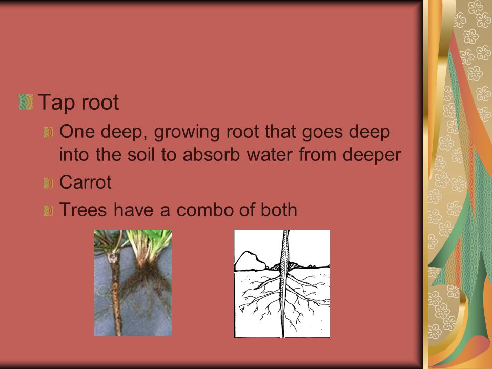 Tap root One deep, growing root that goes deep into the soil to absorb water from deeper Carrot Trees have a combo of both