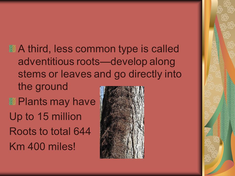 A third, less common type is called adventitious roots—develop along stems or leaves and go directly into the ground Plants may have Up to 15 million Roots to total 644 Km 400 miles!