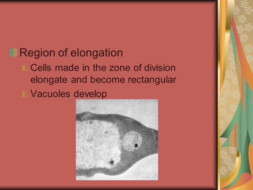 Region of elongation Cells made in the zone of division elongate and become rectangular Vacuoles develop