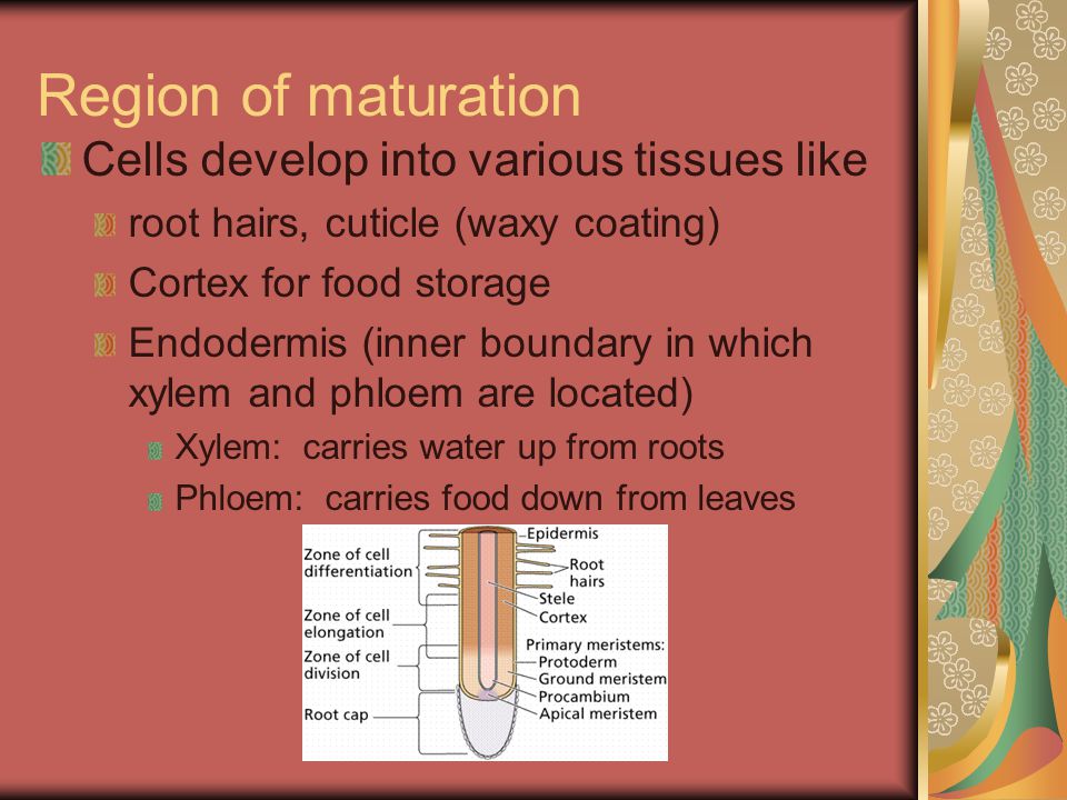 Region of maturation Cells develop into various tissues like root hairs, cuticle (waxy coating) Cortex for food storage Endodermis (inner boundary in which xylem and phloem are located) Xylem: carries water up from roots Phloem: carries food down from leaves