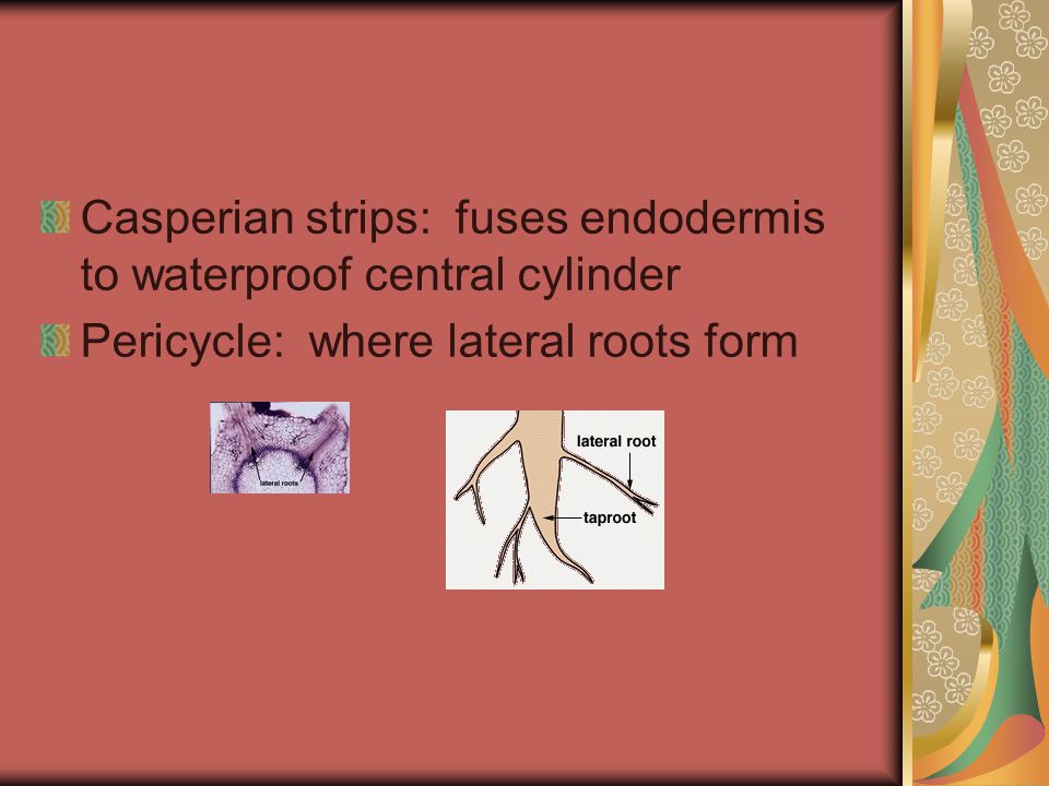 Casperian strips: fuses endodermis to waterproof central cylinder Pericycle: where lateral roots form