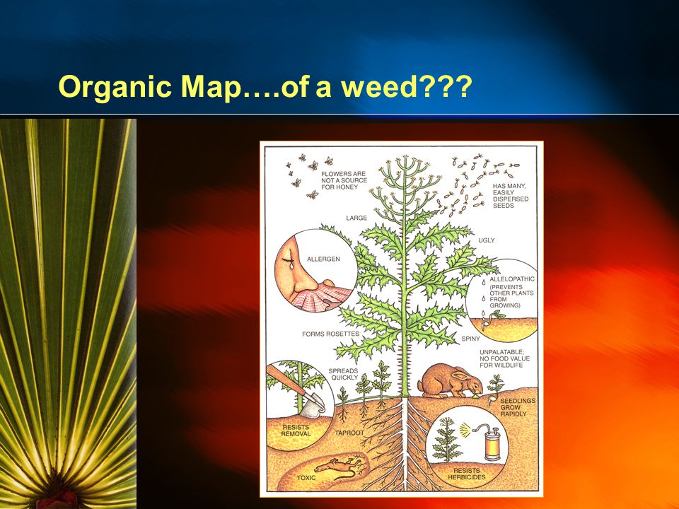 Organic Map….of a weed