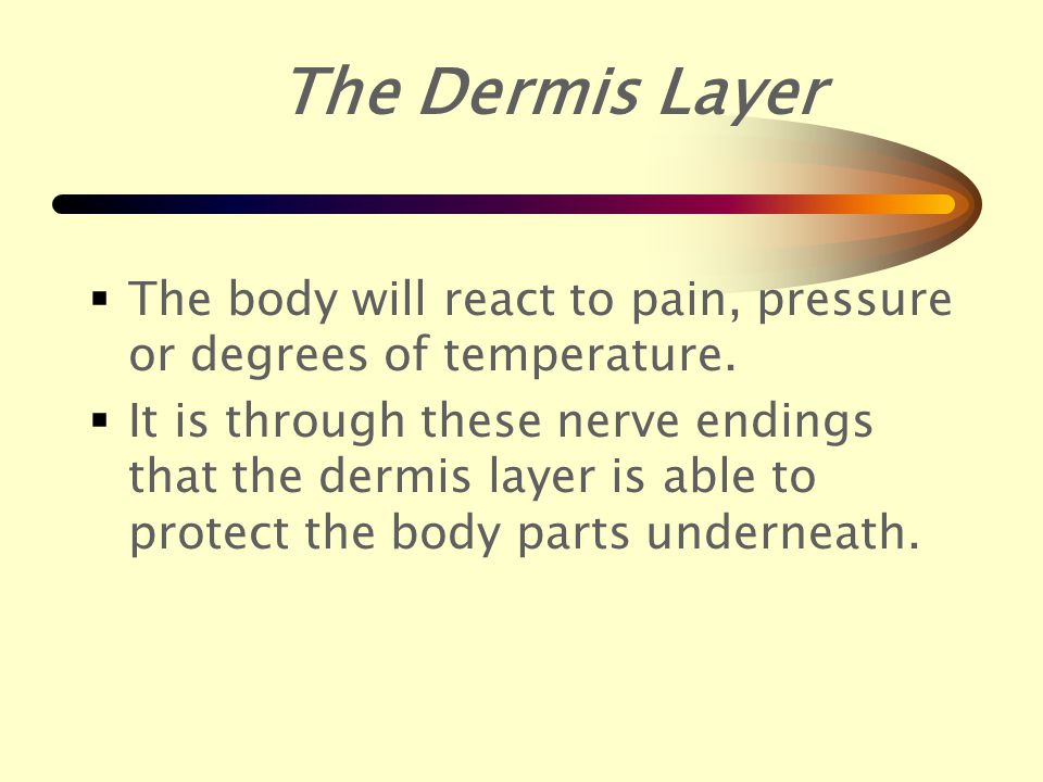  Nerves found in the dermis layer are sensitive to pressure, pain, heat touch and cold.