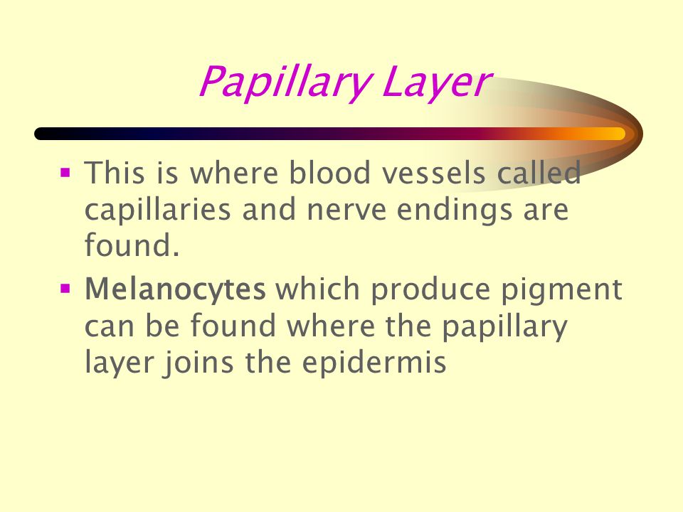 The dermis has two sub layers: Ø Papillary Layer Ø Reticular Layer.