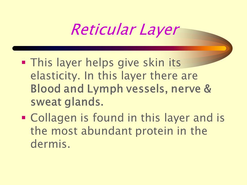 Papillary Layer  This is where blood vessels called capillaries and nerve endings are found.