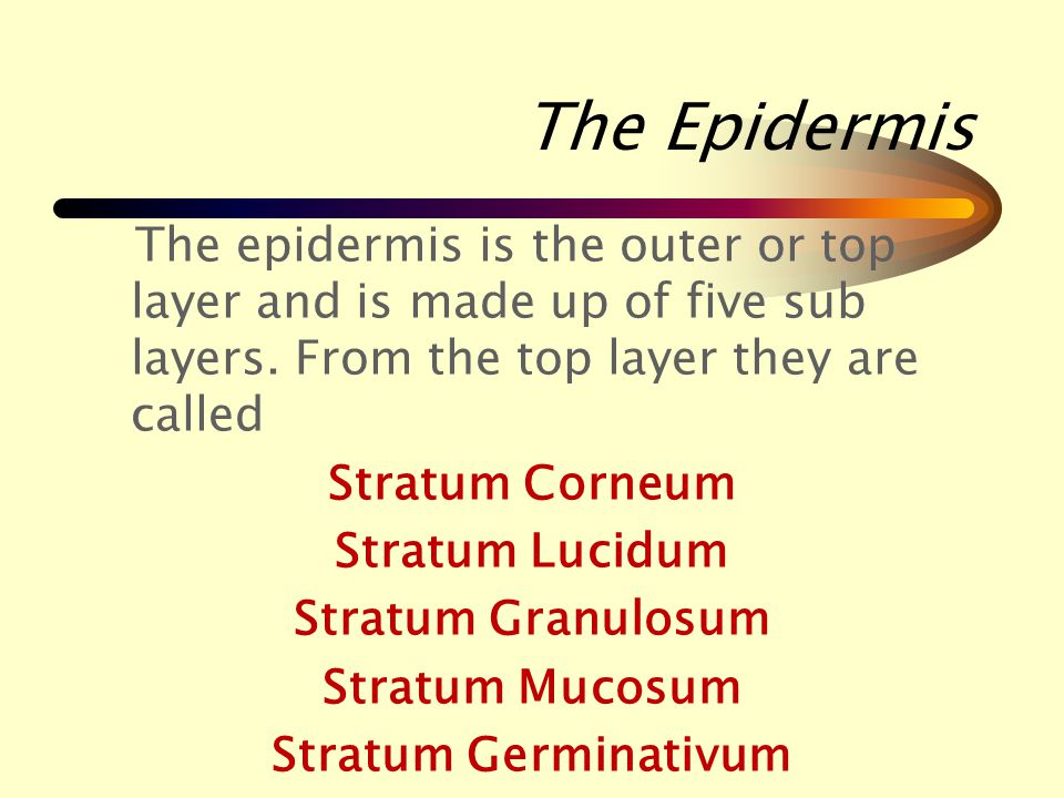 The different layers, nerves & glands of the skin are known as the structure of the skin.