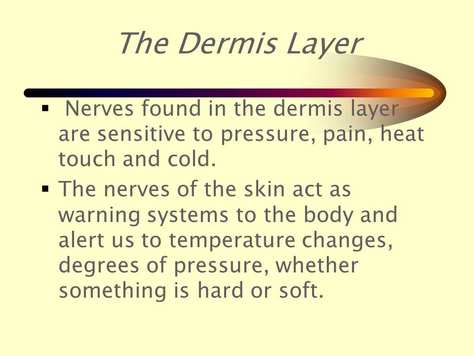 The Dermis Layer  This layer is under the epidermis layer and is sometimes called the true skin.