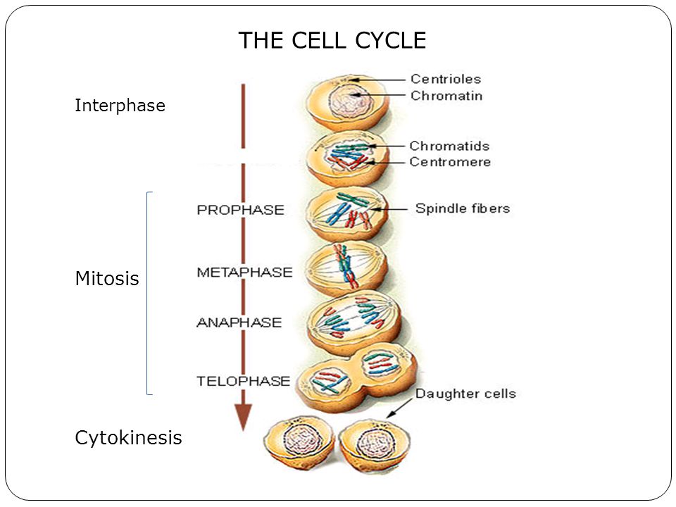 essay question cell division essay question cell division