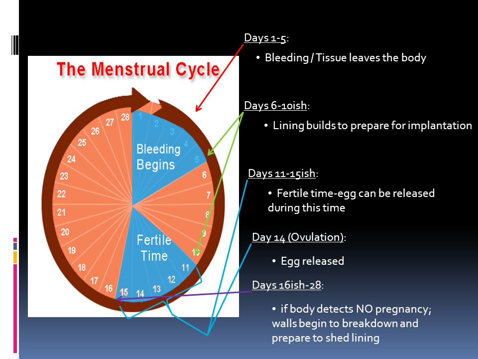 Days 1-5: Bleeding / Tissue leaves the body Days 6-10ish: Lining builds to prepare for implantation Days 11-15ish: Fertile time-egg can be released during this time Day 14 (Ovulation): Egg released Days 16ish-28: if body detects NO pregnancy; walls begin to breakdown and prepare to shed lining