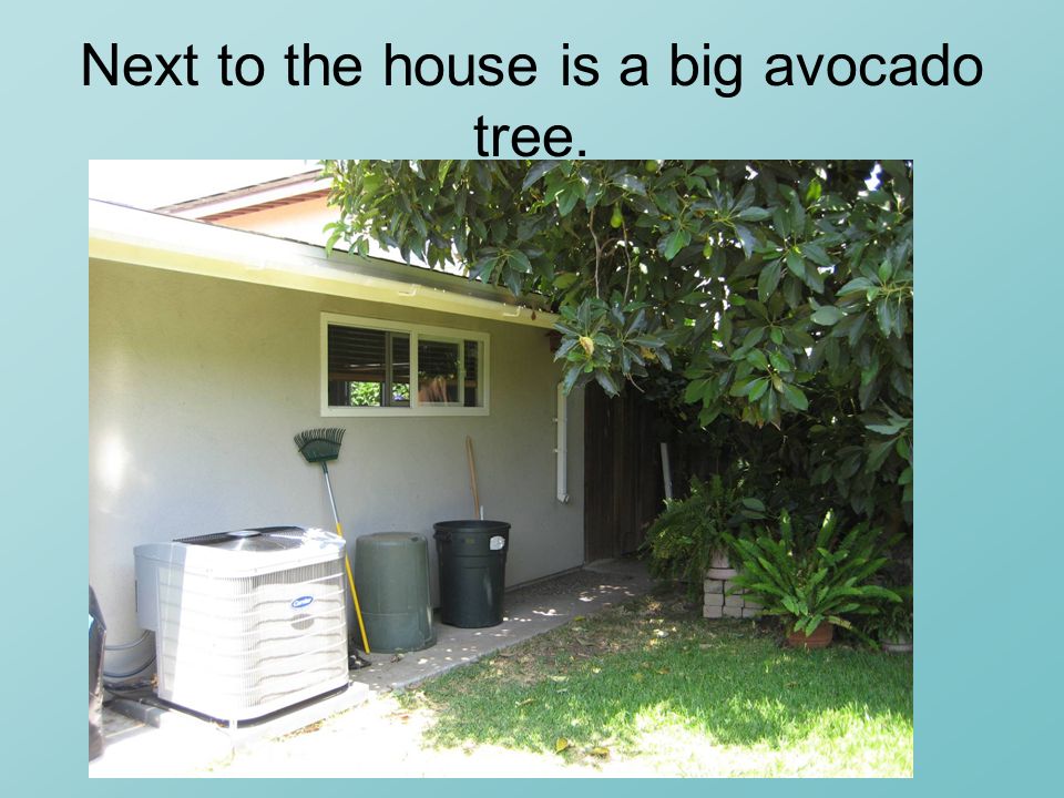 Next to the house is a big avocado tree.