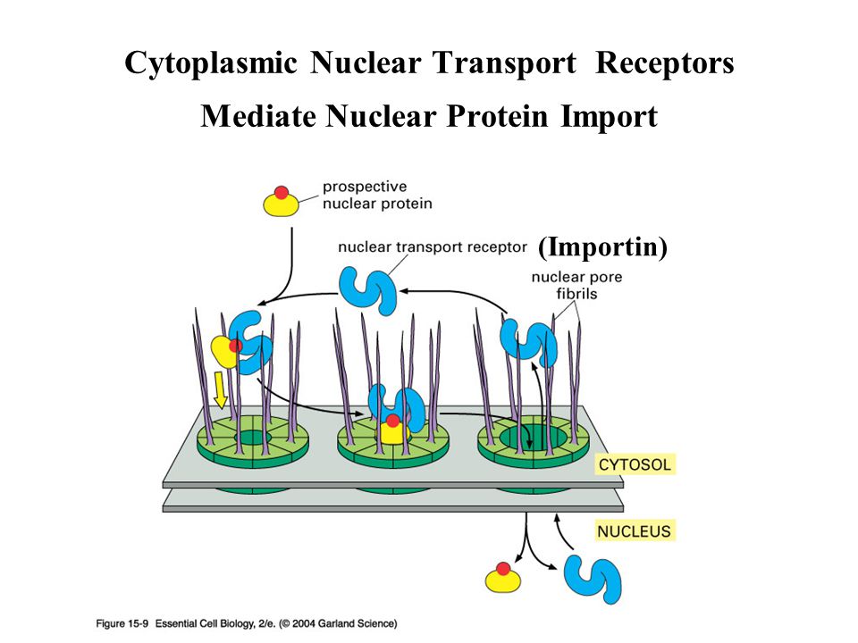 cytoplasmic membrane systems i lecture 11.