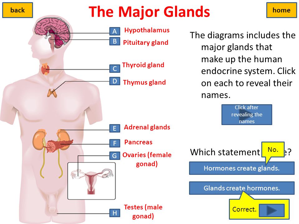 Worksheets The Human Endocrine System Worksheet endocrine system labeling worksheet answers intrepidpath worksheets free the best and most prehensive