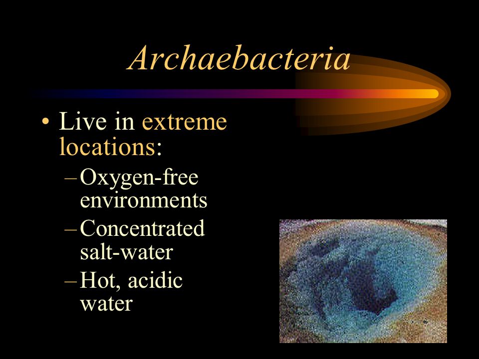 archaebacteria examples