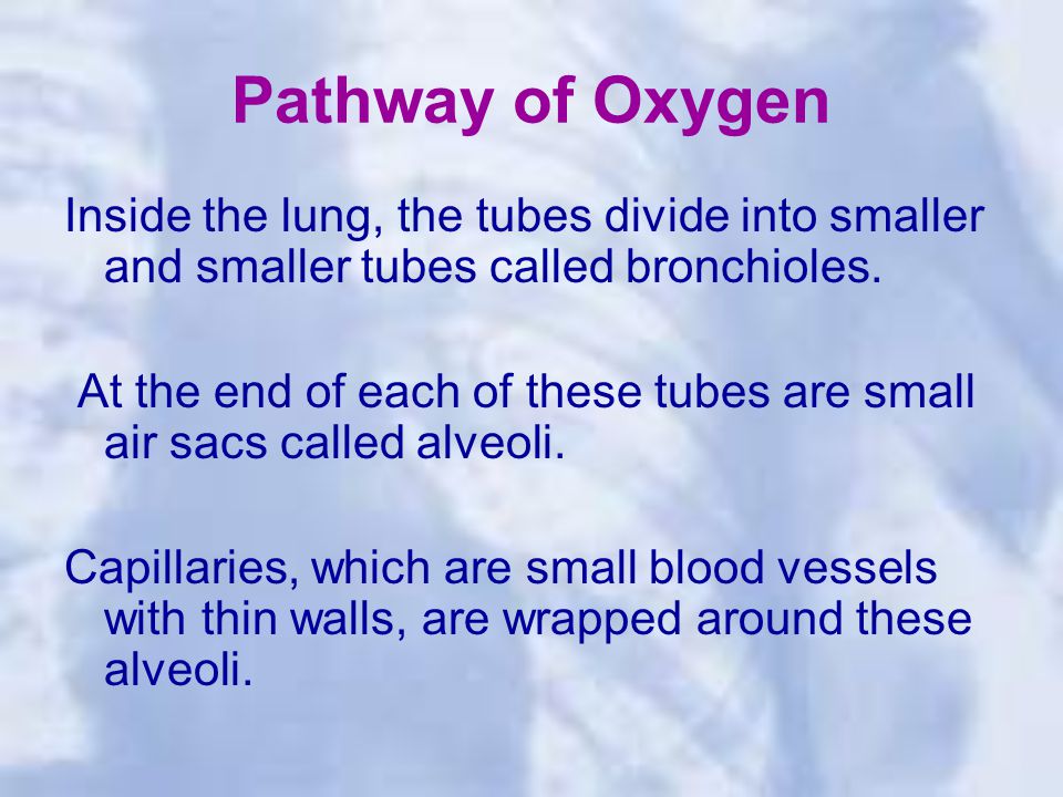 Pathway of Oxygen Inside the lung, the tubes divide into smaller and smaller tubes called bronchioles.