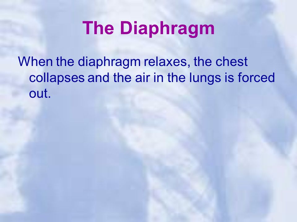 The Diaphragm When the diaphragm relaxes, the chest collapses and the air in the lungs is forced out.