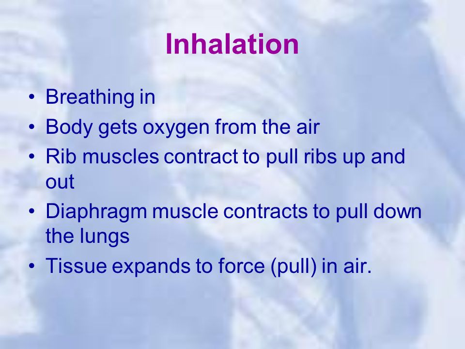 Inhalation Breathing in Body gets oxygen from the air Rib muscles contract to pull ribs up and out Diaphragm muscle contracts to pull down the lungs Tissue expands to force (pull) in air.