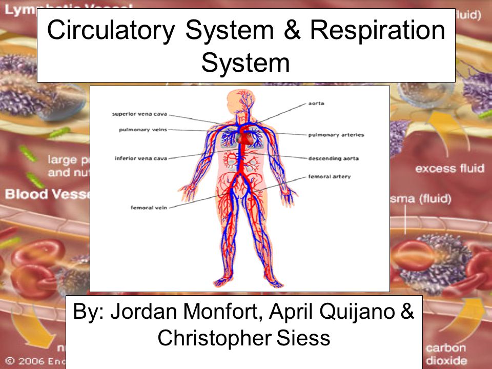 respiratory system research paper respiratory system research paper