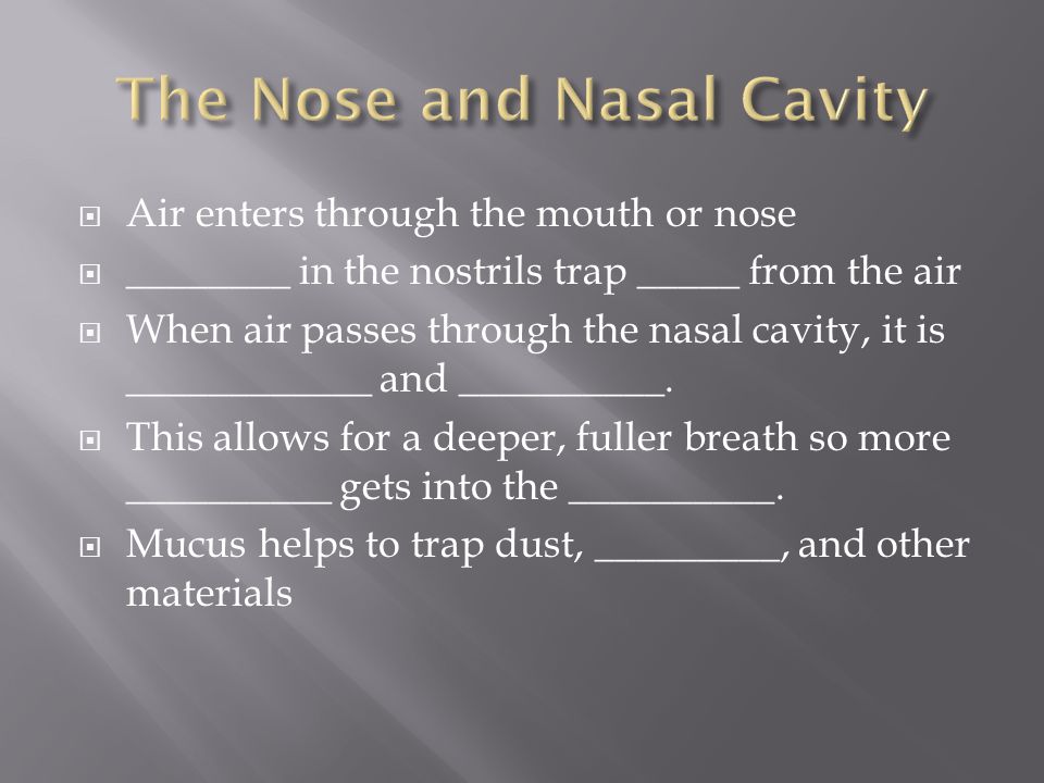  Air enters through the mouth or nose  ________ in the nostrils trap _____ from the air  When air passes through the nasal cavity, it is ____________ and __________.