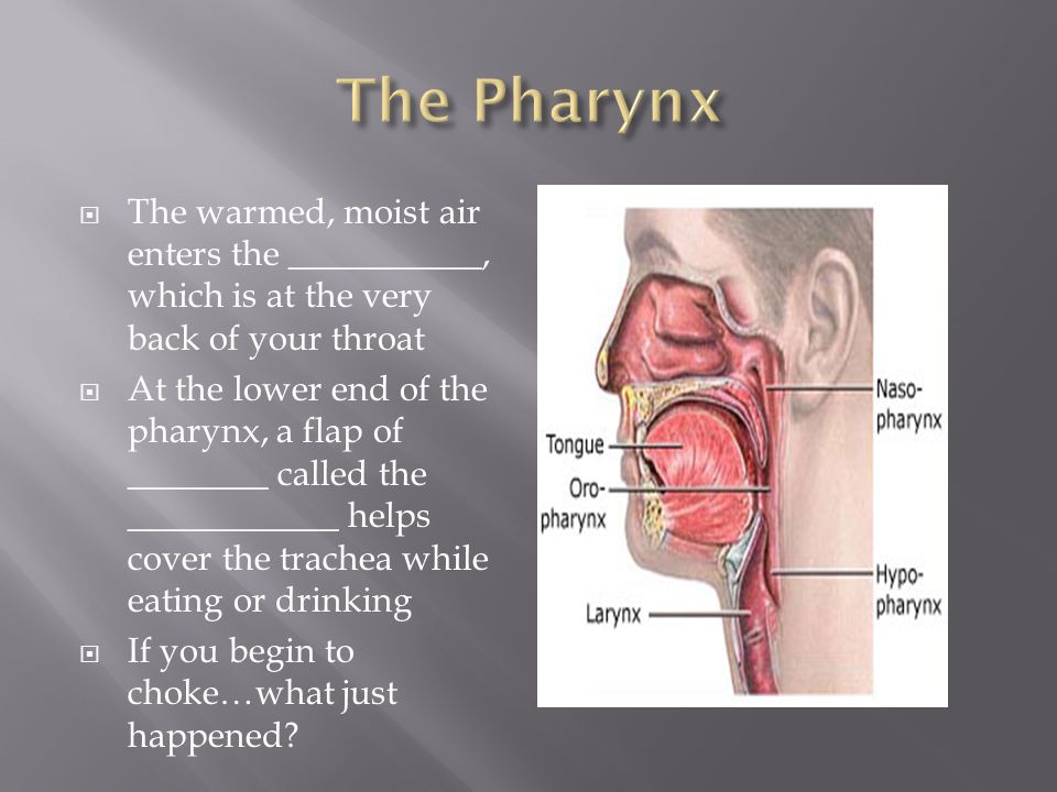  The warmed, moist air enters the ___________, which is at the very back of your throat  At the lower end of the pharynx, a flap of ________ called the ____________ helps cover the trachea while eating or drinking  If you begin to choke…what just happened