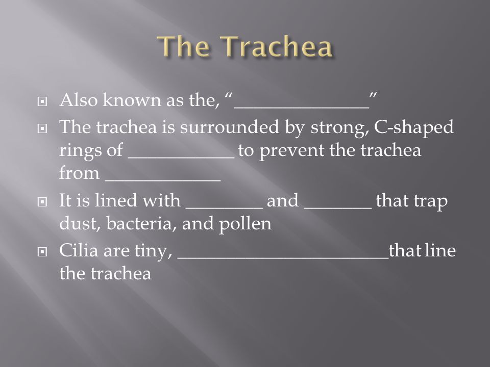 Also known as the, ______________  The trachea is surrounded by strong, C-shaped rings of ___________ to prevent the trachea from ____________  It is lined with ________ and _______ that trap dust, bacteria, and pollen  Cilia are tiny, ______________________that line the trachea