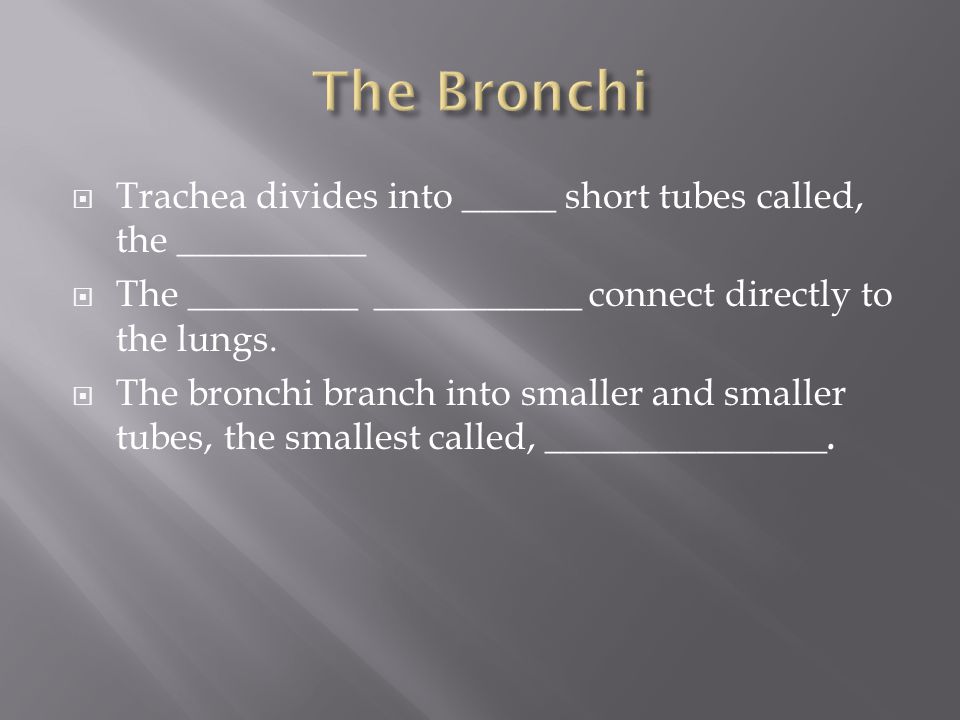 Trachea divides into _____ short tubes called, the __________  The _________ ___________ connect directly to the lungs.