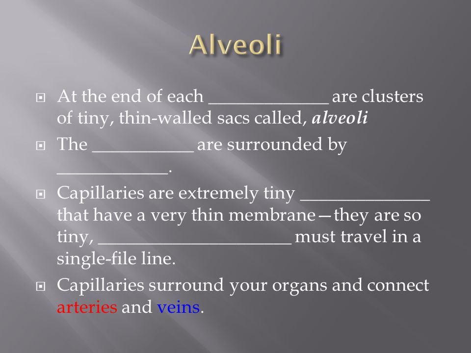  At the end of each _____________ are clusters of tiny, thin-walled sacs called, alveoli  The ___________ are surrounded by ____________.