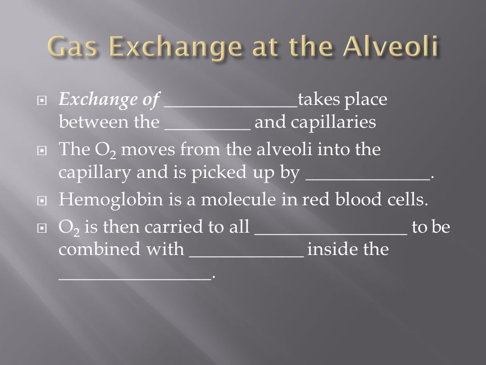  Exchange of ______________ takes place between the _________ and capillaries  The O 2 moves from the alveoli into the capillary and is picked up by _____________.