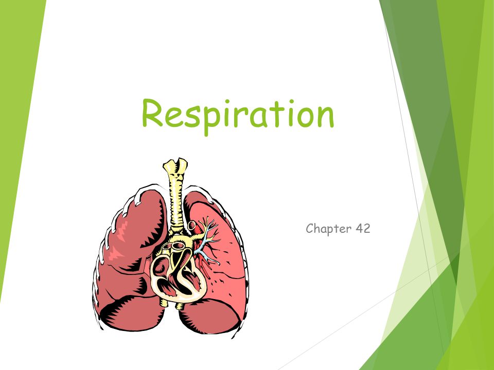 Respiration Chapter 42